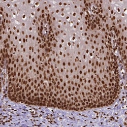 NAC1 Antibody, Novus Biologicals:Antibodies:Primary Antibodies